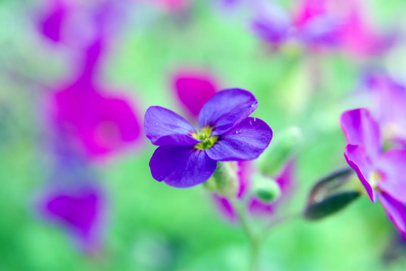 Common Aubrieta (Aubrieta Deltoidea) — This groundcover boasts lush evergreen foliage with small, delta-shaped leaves; four-petaled blooms from early to