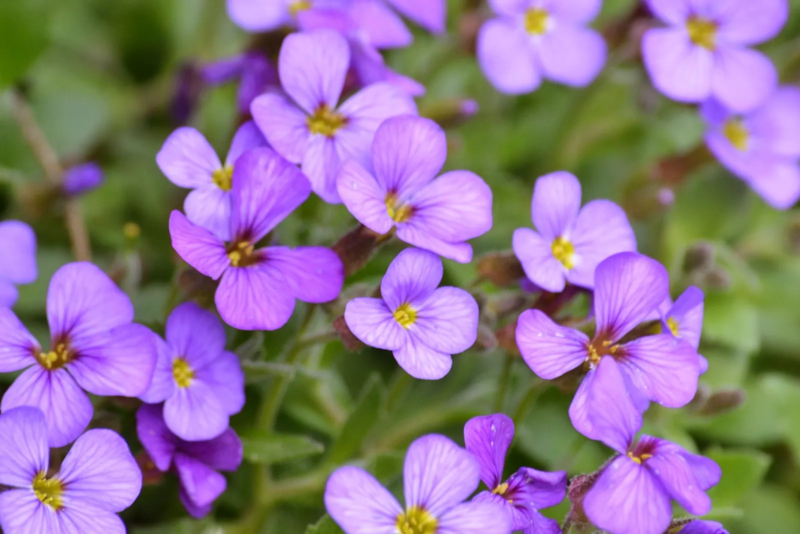 Common Aubrieta (Aubrieta Deltoidea) — This groundcover boasts lush evergreen foliage with small, delta-shaped leaves