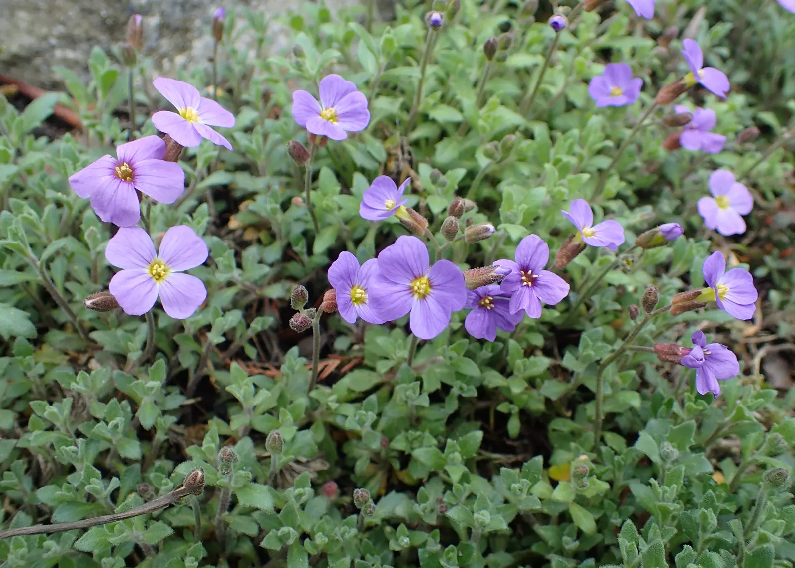 Common Aubrieta (Aubrieta Deltoidea) — cascading over walls or edges; scientifically named Aubrieta deltoidea