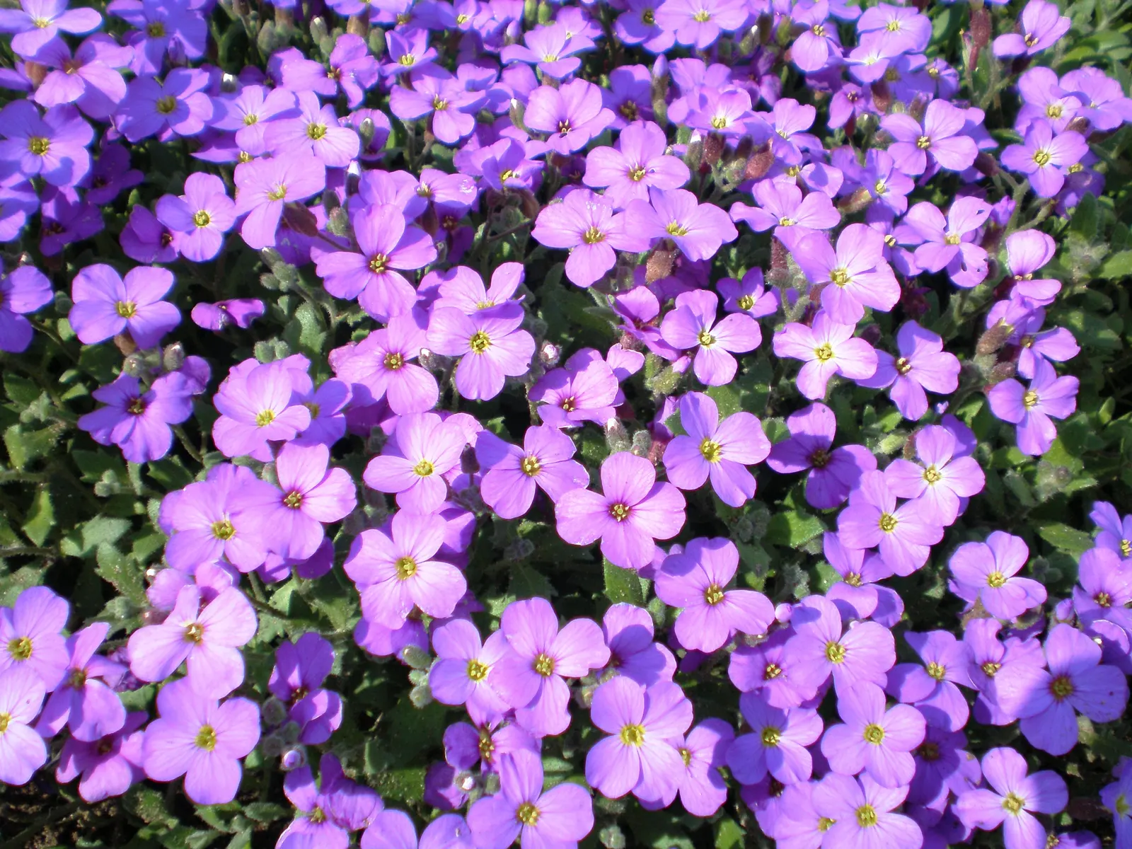 Common Aubrieta (Aubrieta Deltoidea) — Its dainty gray-green foliage remains attractive year-round; ground cover / perennial with lavender and pink blooms