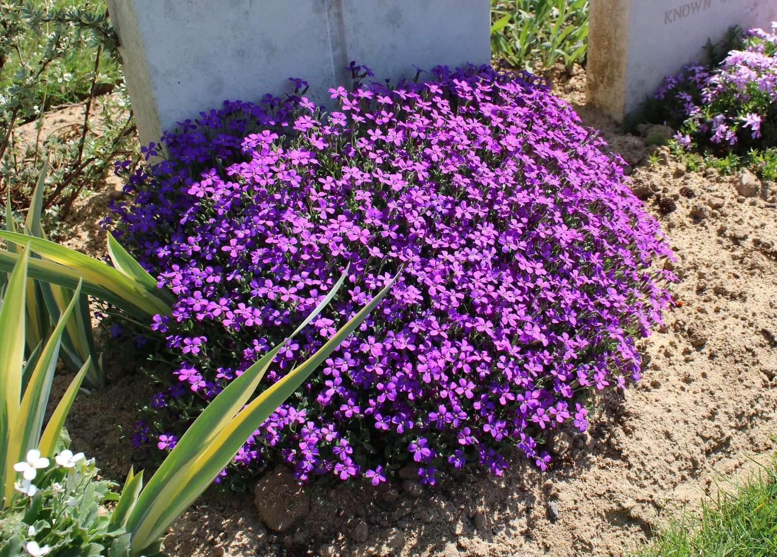 Common Aubrieta (Aubrieta Deltoidea) — lavender and pink flowers in the garden