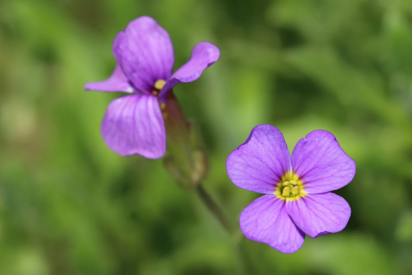 Common Aubrieta (Aubrieta Deltoidea) — is an indispensable evergreen perennial known for its vibrant and eye-catching cascades of purple flowers