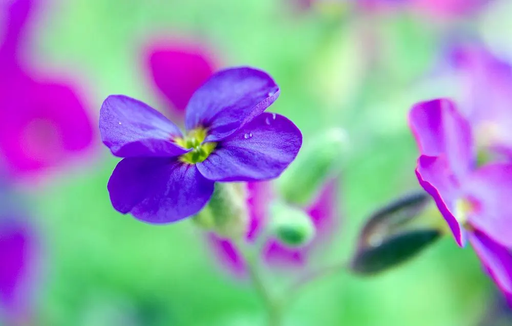 Common Aubrieta (Aubrieta Deltoidea) — requires well-drained soil; aubrieta deltoidea thrives in well-drained soil and prefers a full sun exposure to partial