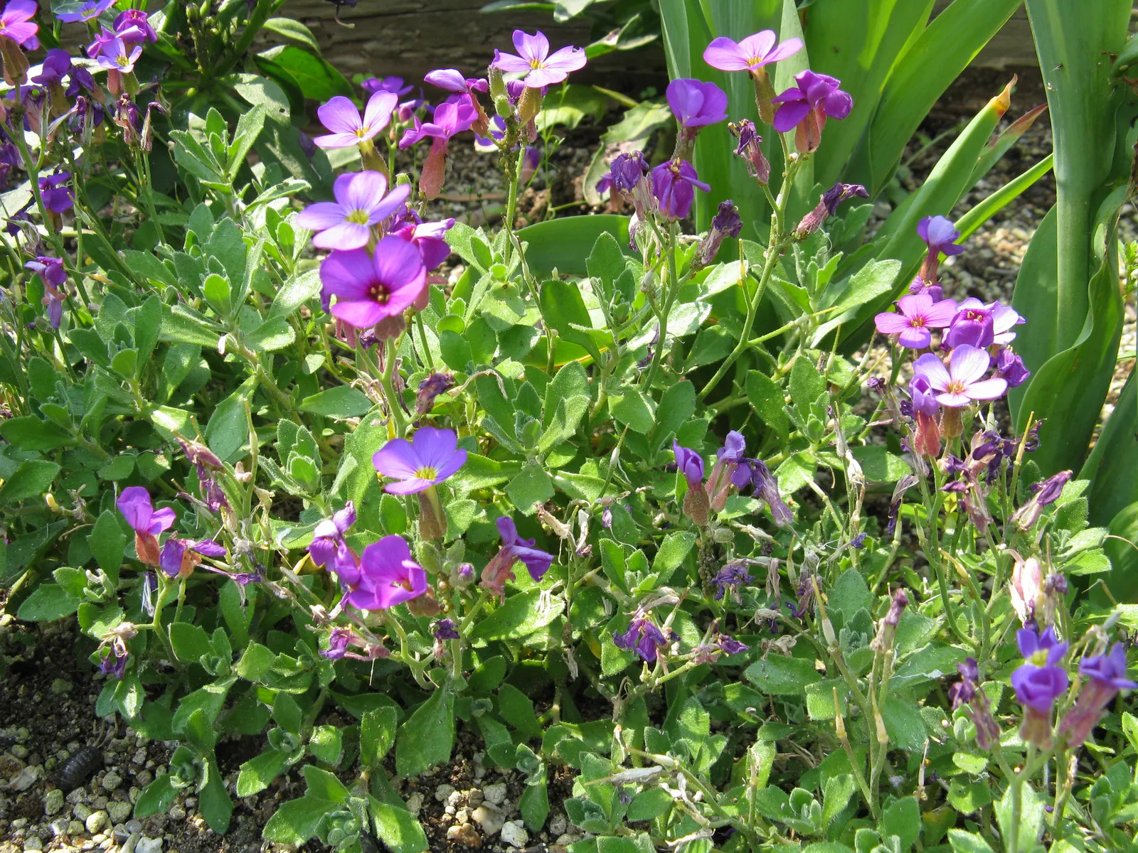 Common Aubrieta (Aubrieta Deltoidea) — lavender and pink flowers in the garden; requires well-drained soil