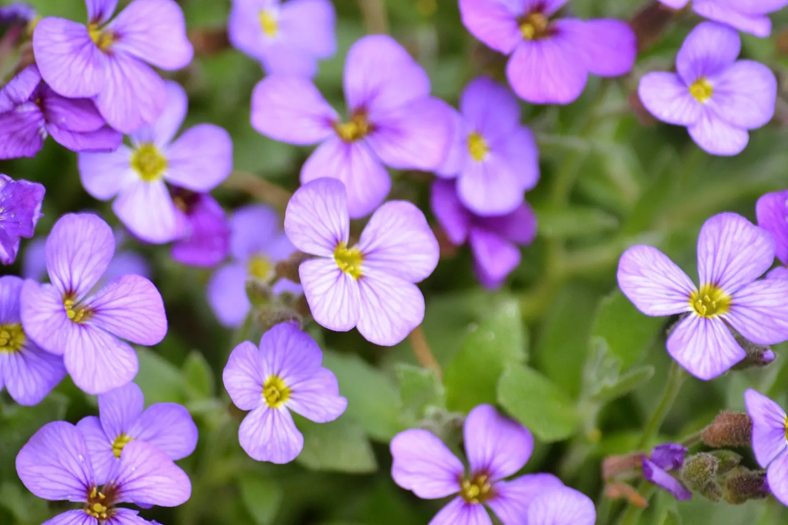 Common Aubrieta (Aubrieta Deltoidea) — ground cover / perennial with lavender and pink blooms