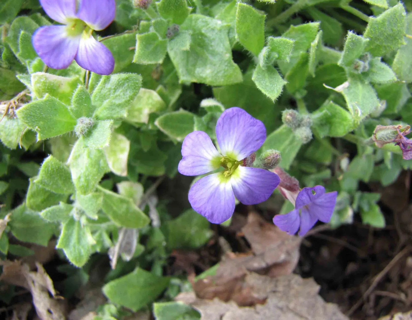 Common Aubrieta (Aubrieta Deltoidea) — enhancing the aesthetic of any landscape design