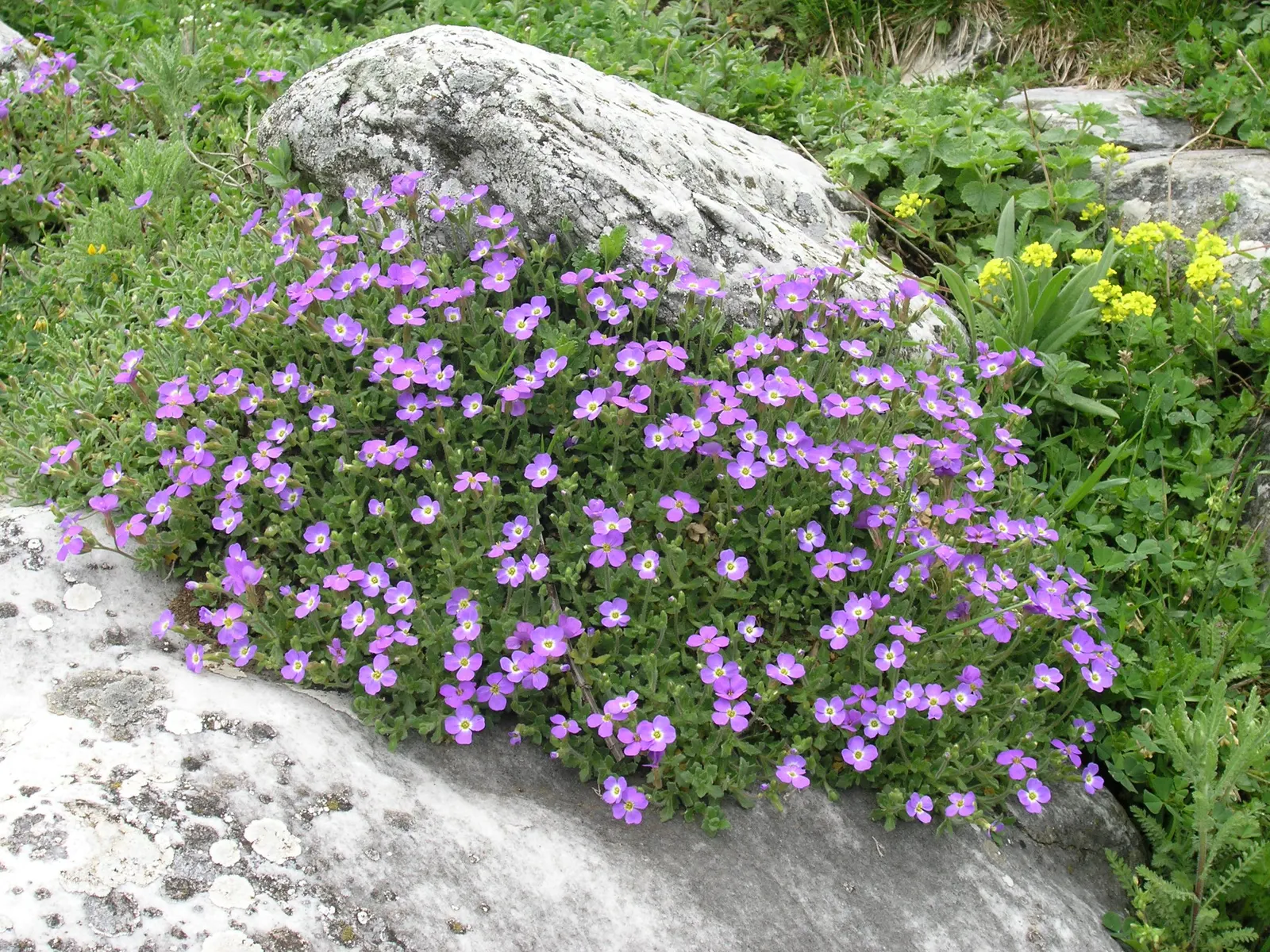 Common Aubrieta (Aubrieta Deltoidea) — requires well-drained soil