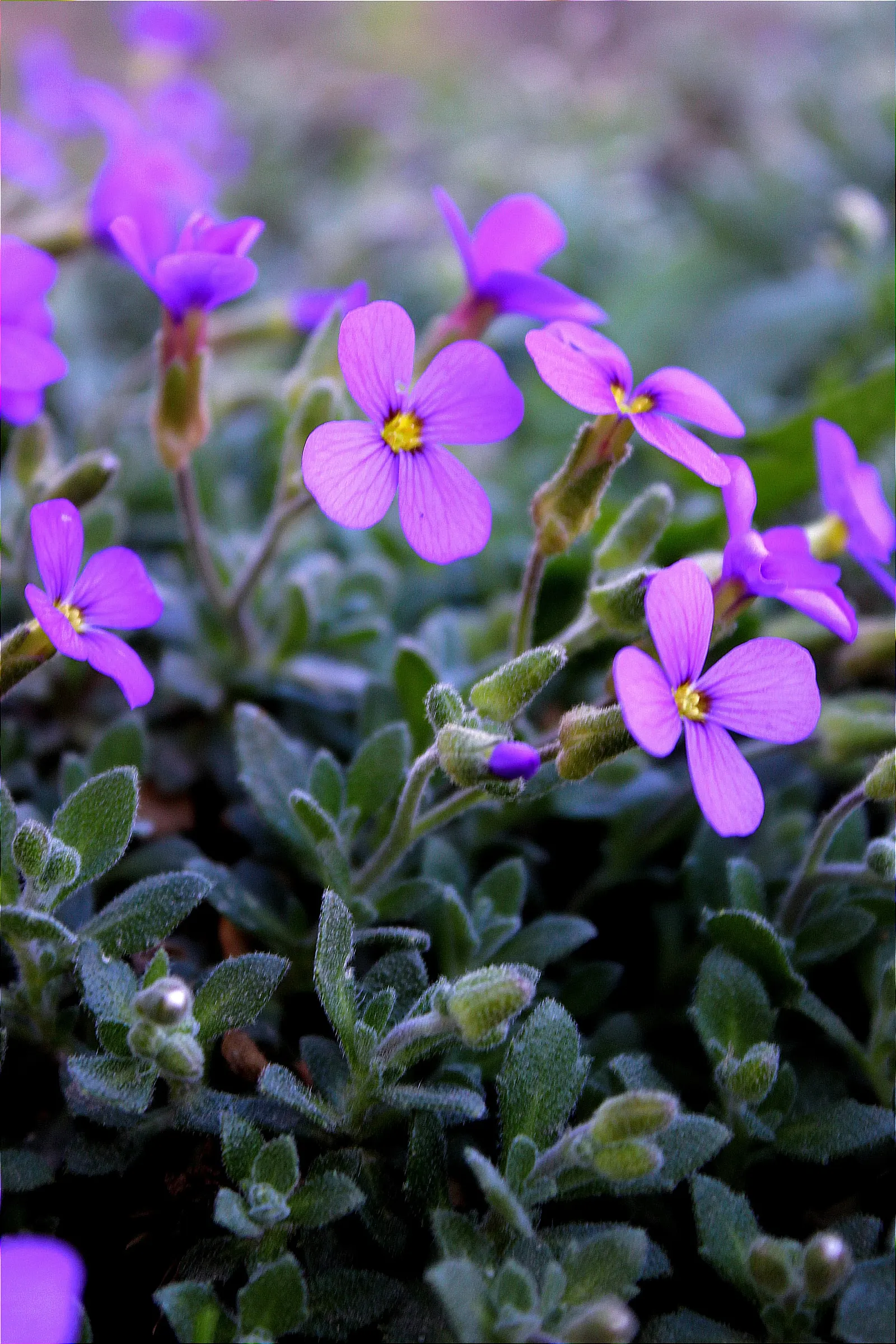 Common Aubrieta (Aubrieta Deltoidea) — this robust plant is drought tolerant; or even tucked into crevices of rock gardens