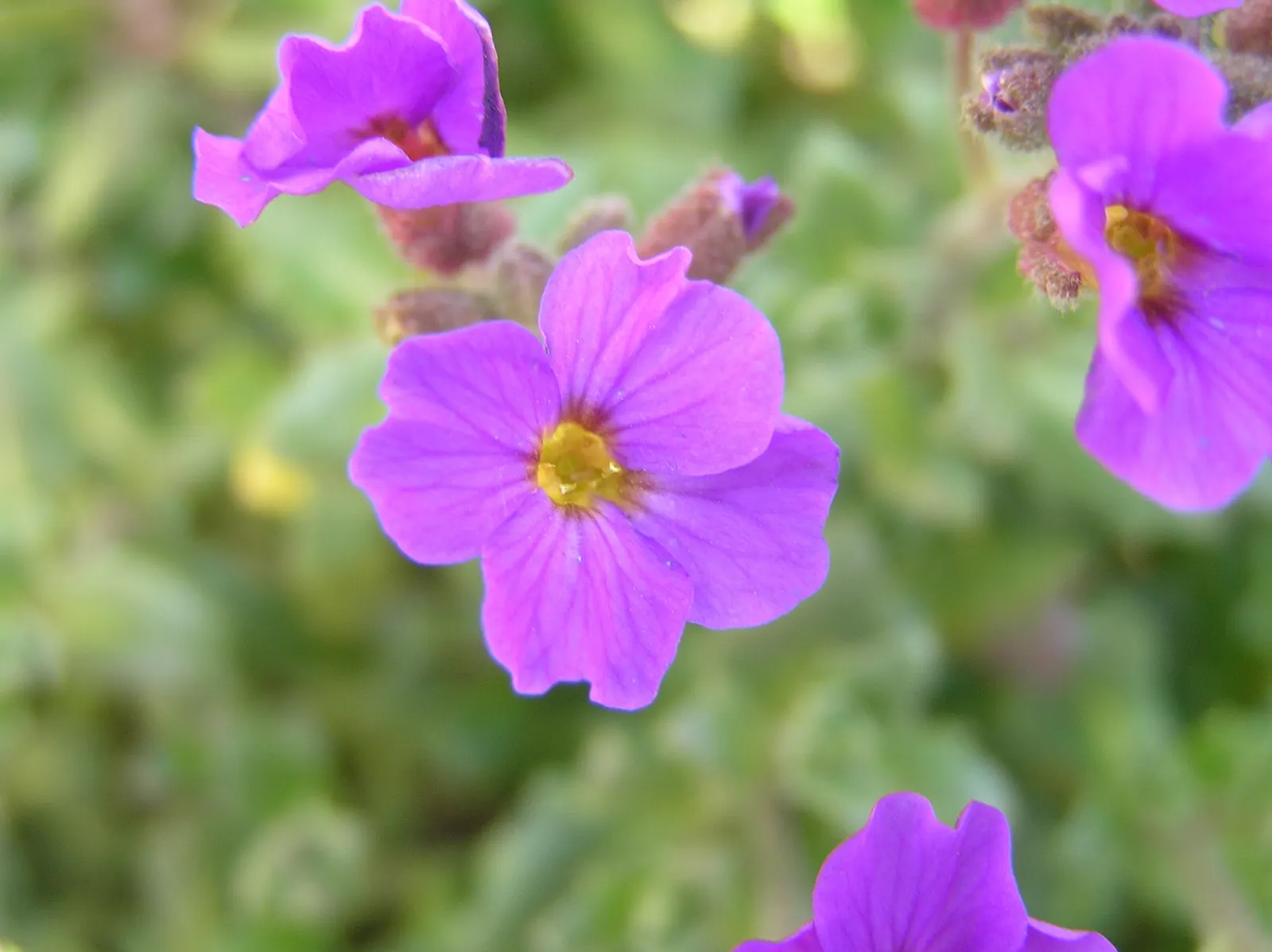 Common Aubrieta (Aubrieta Deltoidea) — or even tucked into crevices of rock gardens; cascading over walls or edges