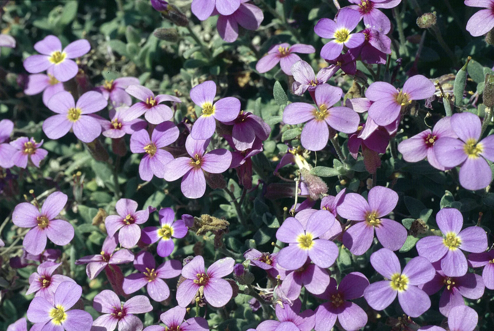 Common Aubrieta (Aubrieta Deltoidea) — Its dainty gray-green foliage remains attractive year-round