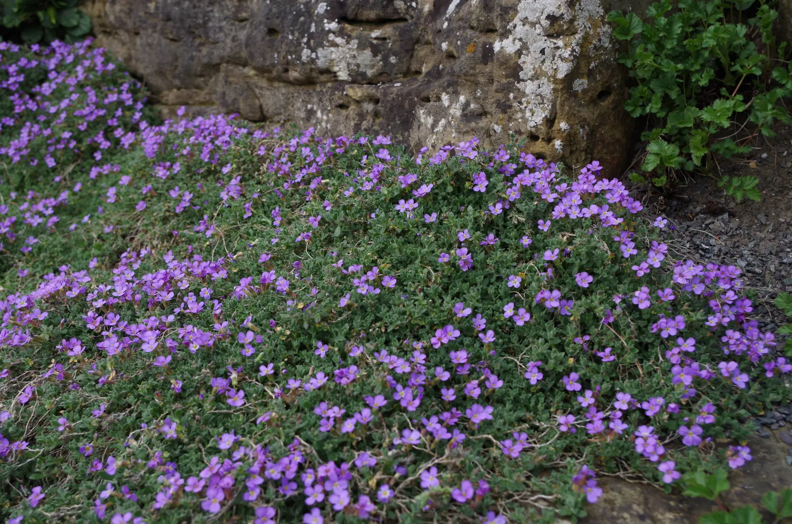 Common Aubrieta (Aubrieta Deltoidea) — This groundcover boasts lush evergreen foliage with small, delta-shaped leaves; four-petaled blooms from, image 46