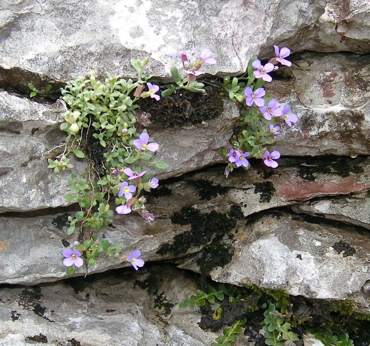 Common Aubrieta (Aubrieta Deltoidea) — limestone regions of southeastern Europe; its dainty gray-green foliage remains attractive year-round, image 53