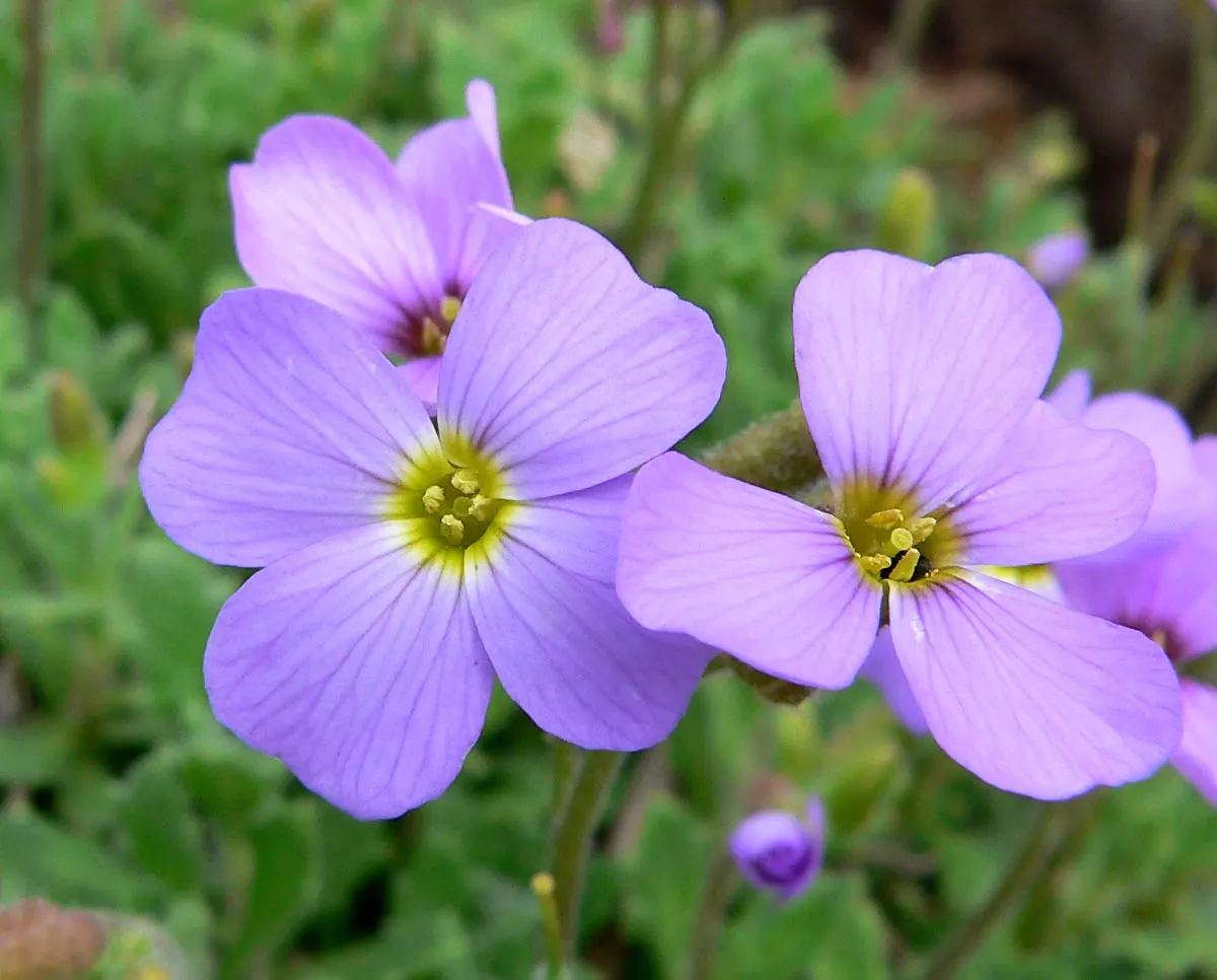 Common Aubrieta (Aubrieta Deltoidea) — Aubrieta deltoidea thrives in well-drained soil and prefers a full sun exposure to partial shade