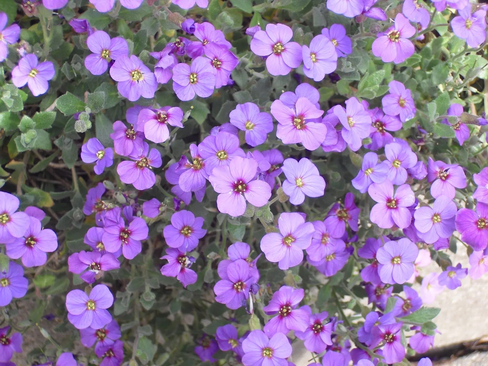 Common Aubrieta (Aubrieta Deltoidea) — ground cover / perennial for full or half