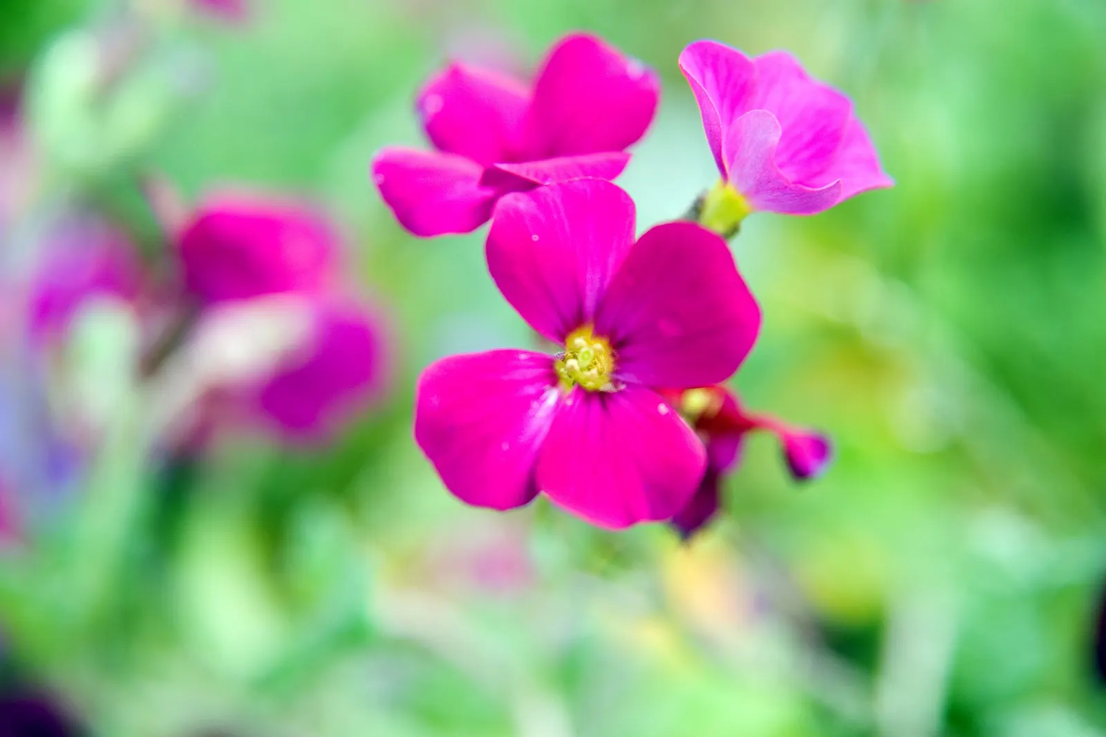 Common Aubrieta (Aubrieta Deltoidea) — limestone regions of southeastern Europe; its dainty gray-green foliage remains attractive year-round