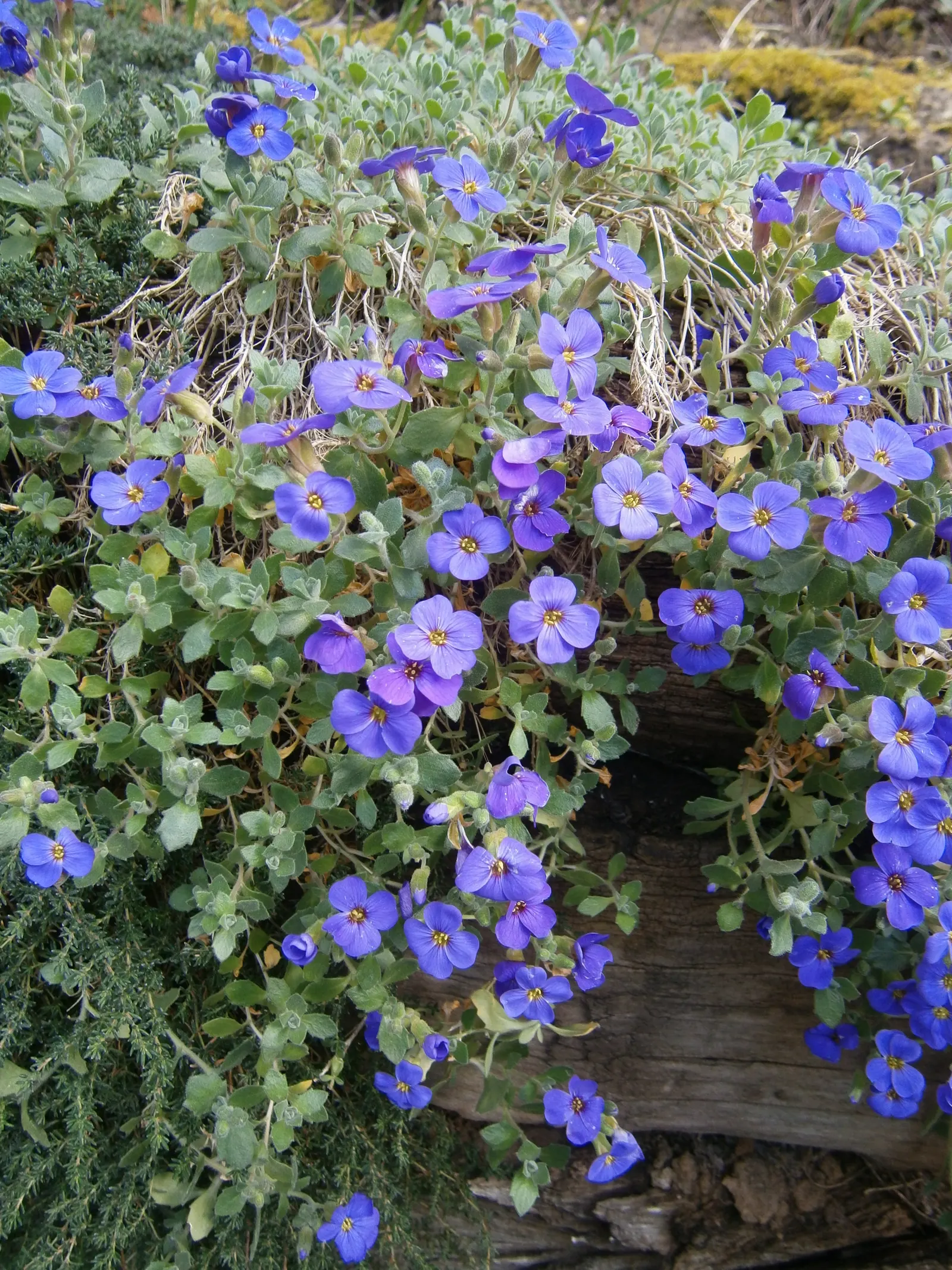 Common Aubrieta (Aubrieta Deltoidea) — low-growing perennial suitable for rock gardens and borders; it thrives in full sun to partial shade