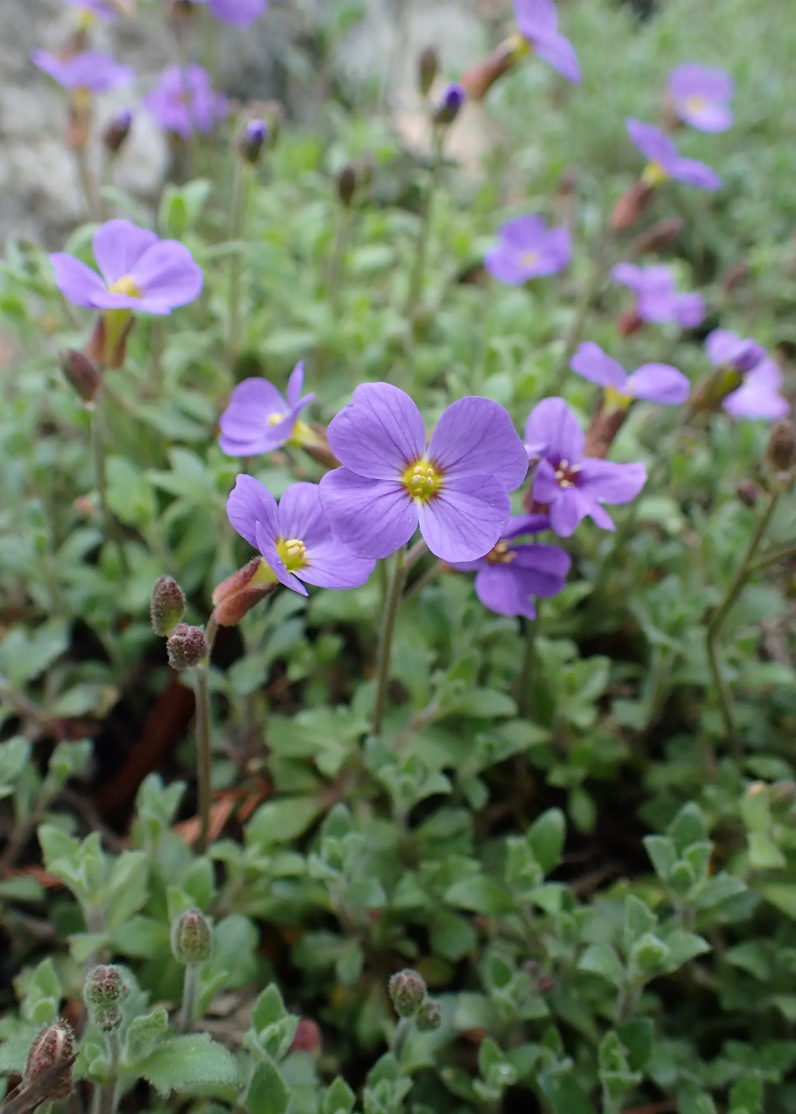 Common Aubrieta (Aubrieta Deltoidea) — From mid to late spring, it erupts in a profusion of purple, pink, or blue four-petaled flowers