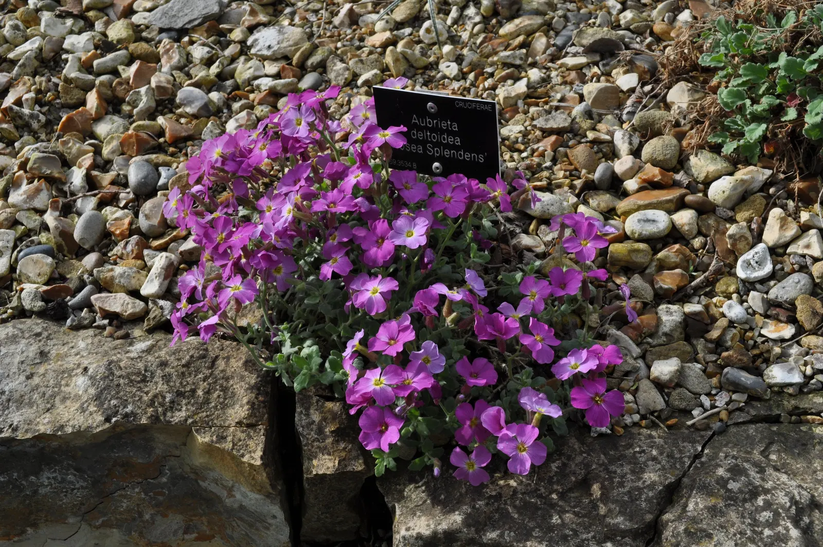 Common Aubrieta (Aubrieta Deltoidea) — or even tucked into crevices of rock gardens