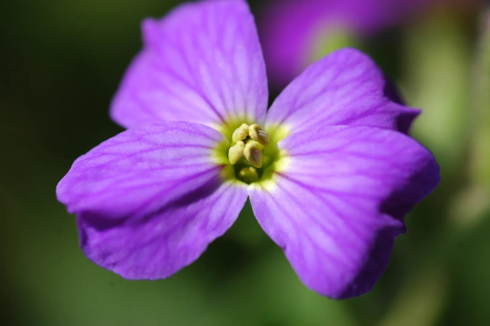 Common Aubrieta (Aubrieta Deltoidea) — low-growing perennial suitable for rock gardens and borders; it thrives in full sun to partial shade, image 45