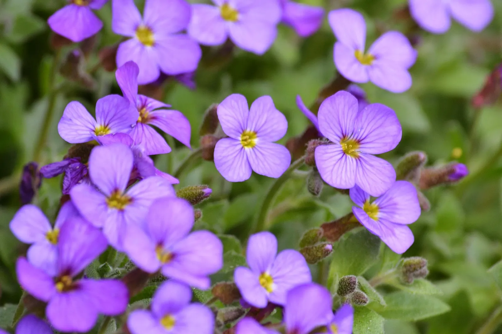 Common Aubrieta (Aubrieta Deltoidea) — From mid to late spring, it erupts in a profusion of purple, pink, or blue four-petaled flowers; hardy in USDA zones 4