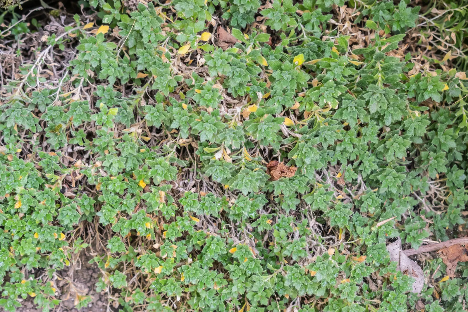 Common Aubrieta (Aubrieta Deltoidea) — requires well-drained soil; aubrieta deltoidea thrives in well-drained soil and prefers a full sun exposure, image 49