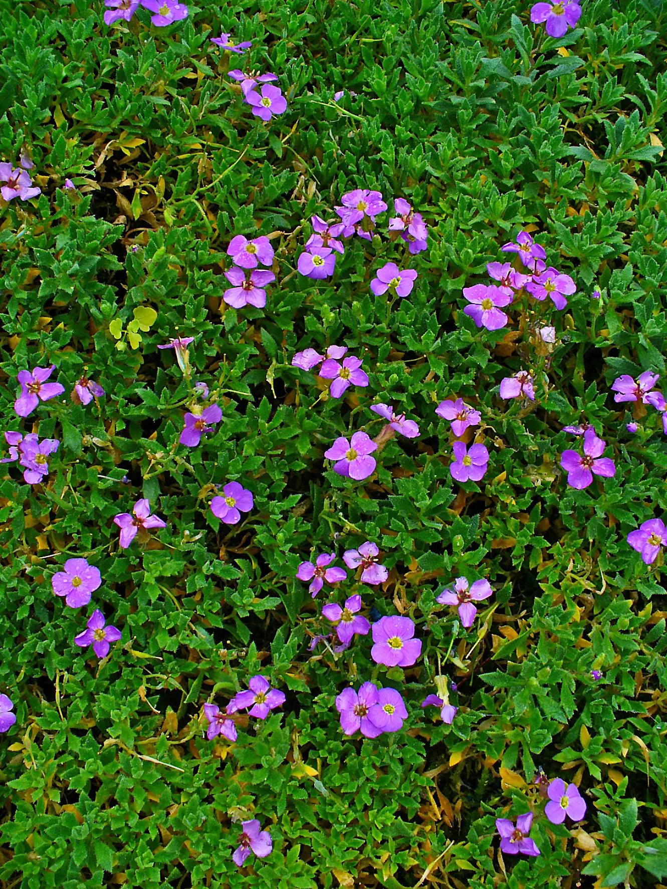 Common Aubrieta (Aubrieta Deltoidea) — scientifically named Aubrieta deltoidea; this groundcover boasts lush evergreen foliage with small, image 51