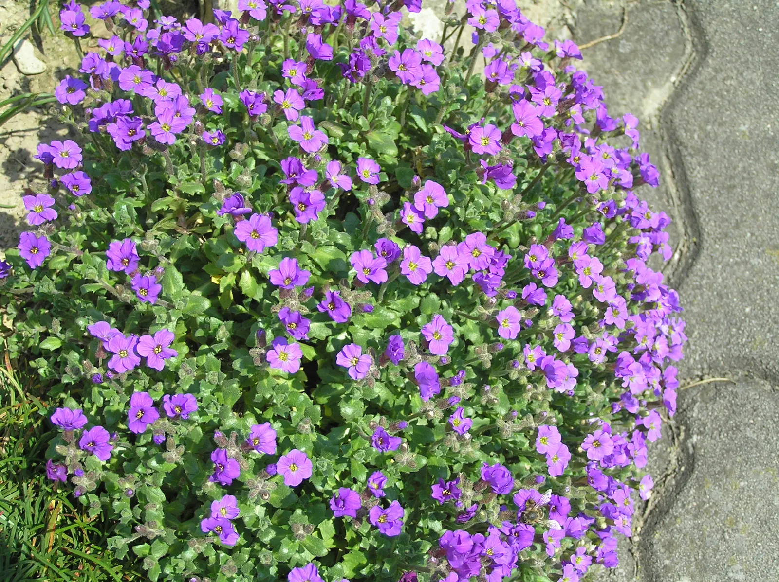 Common Aubrieta (Aubrieta Deltoidea) — and typically spans 6-12 inches with a 12-24 inch spread; providing a pleasant backdrop for other seasonal, image 50