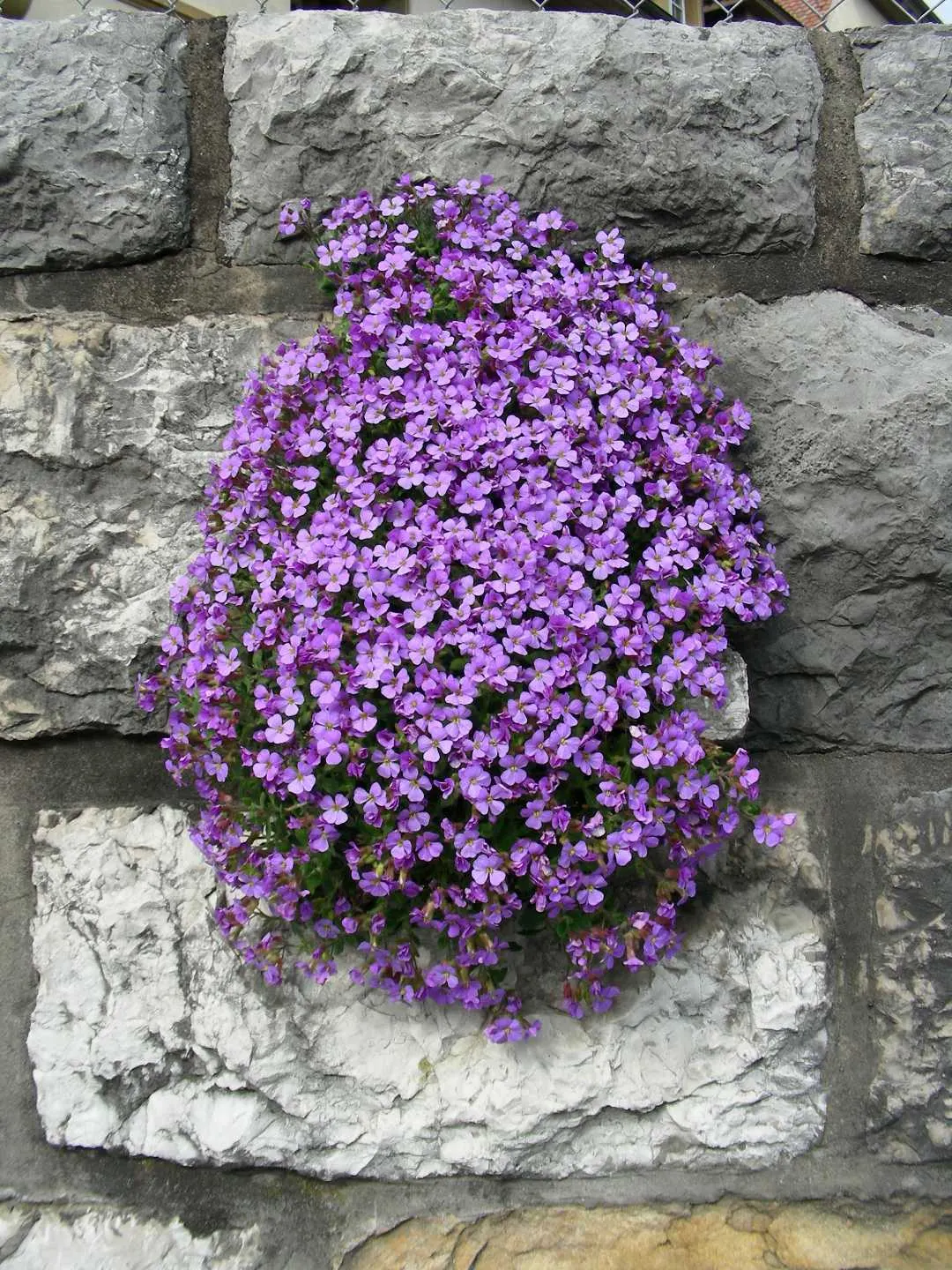 Common Aubrieta (Aubrieta Deltoidea) — enhancing the aesthetic of any landscape design; lavender and pink flowers in the garden