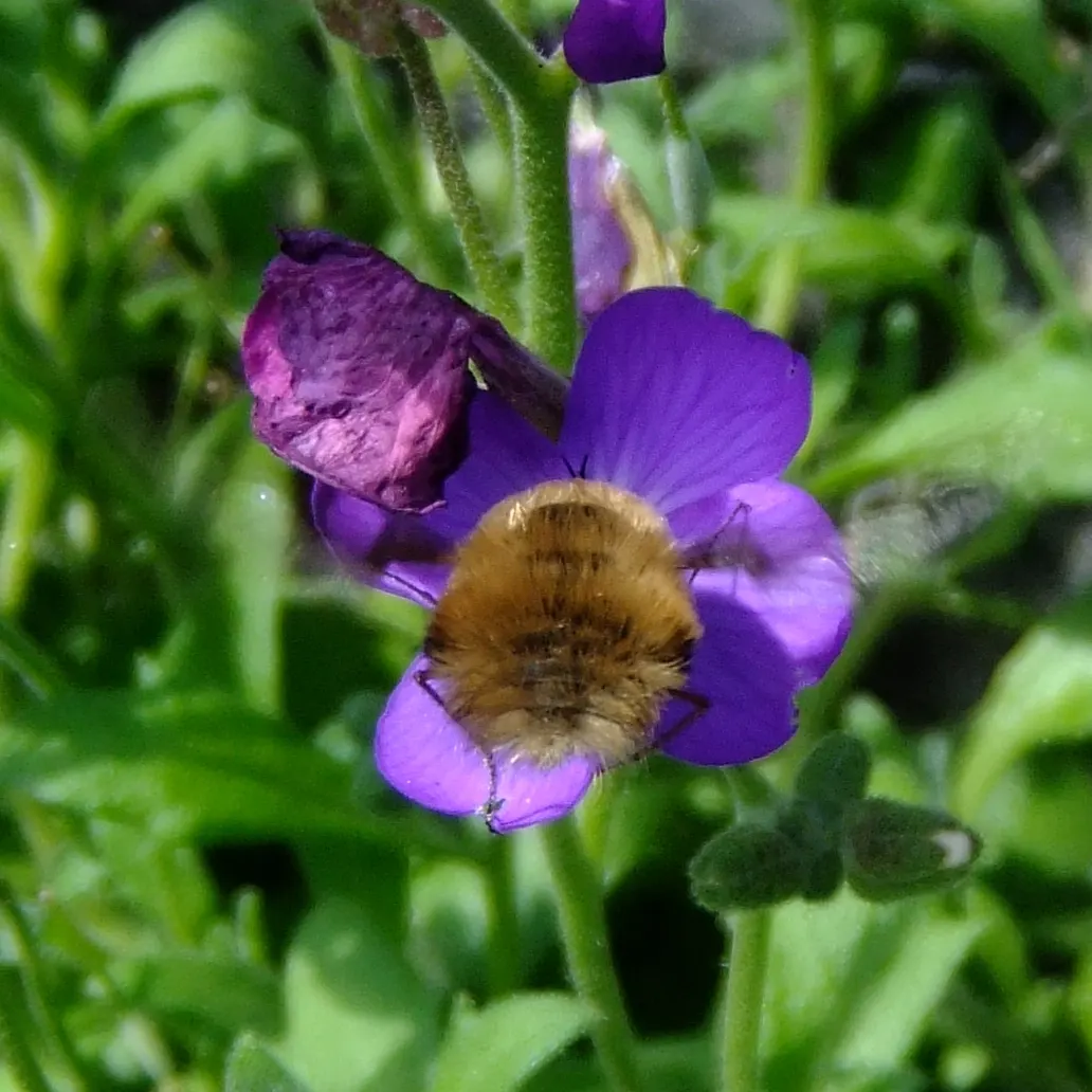 Common Aubrieta (Aubrieta Deltoidea) — providing a pleasant backdrop for other seasonal blooms; and typically spans 6-12 inches with a 12-24 inch spread