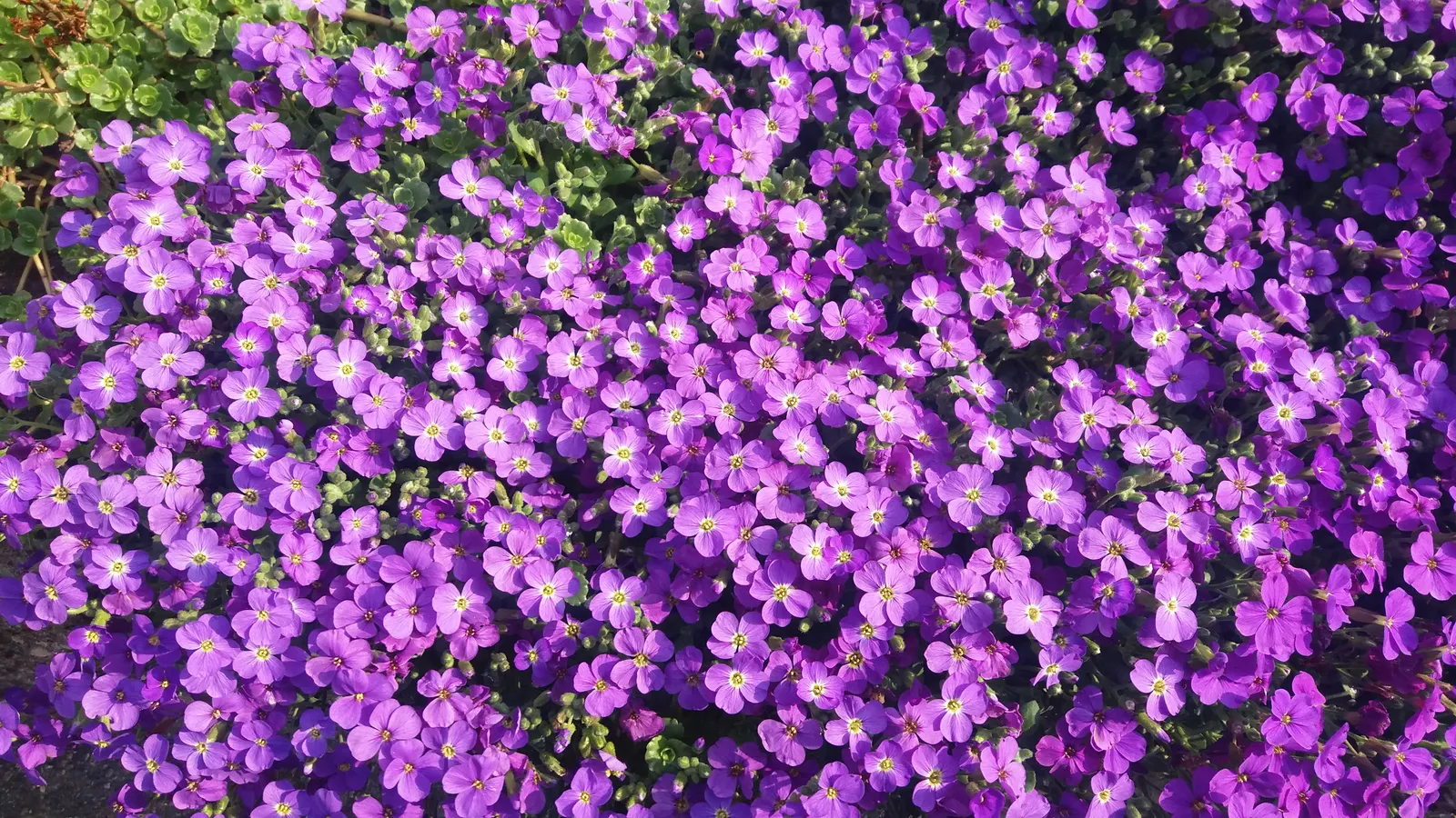 Common Aubrieta (Aubrieta Deltoidea) — Aubrieta deltoidea thrives in well-drained soil and prefers a full sun exposure to partial shade, image 54