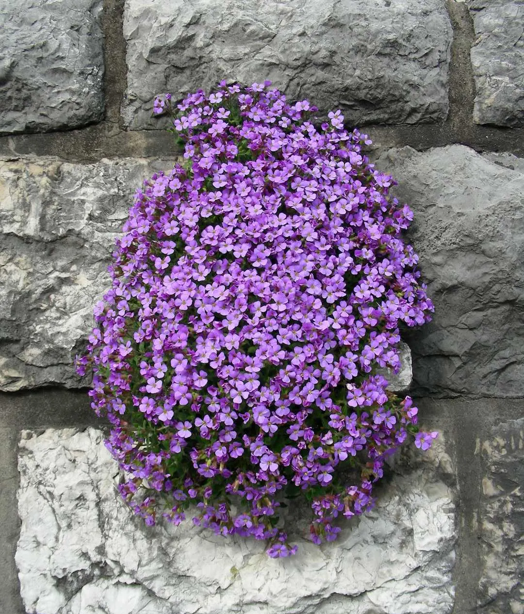 Common Aubrieta (Aubrieta Deltoidea) — ground cover / perennial for full or half; enhancing the aesthetic of any landscape design