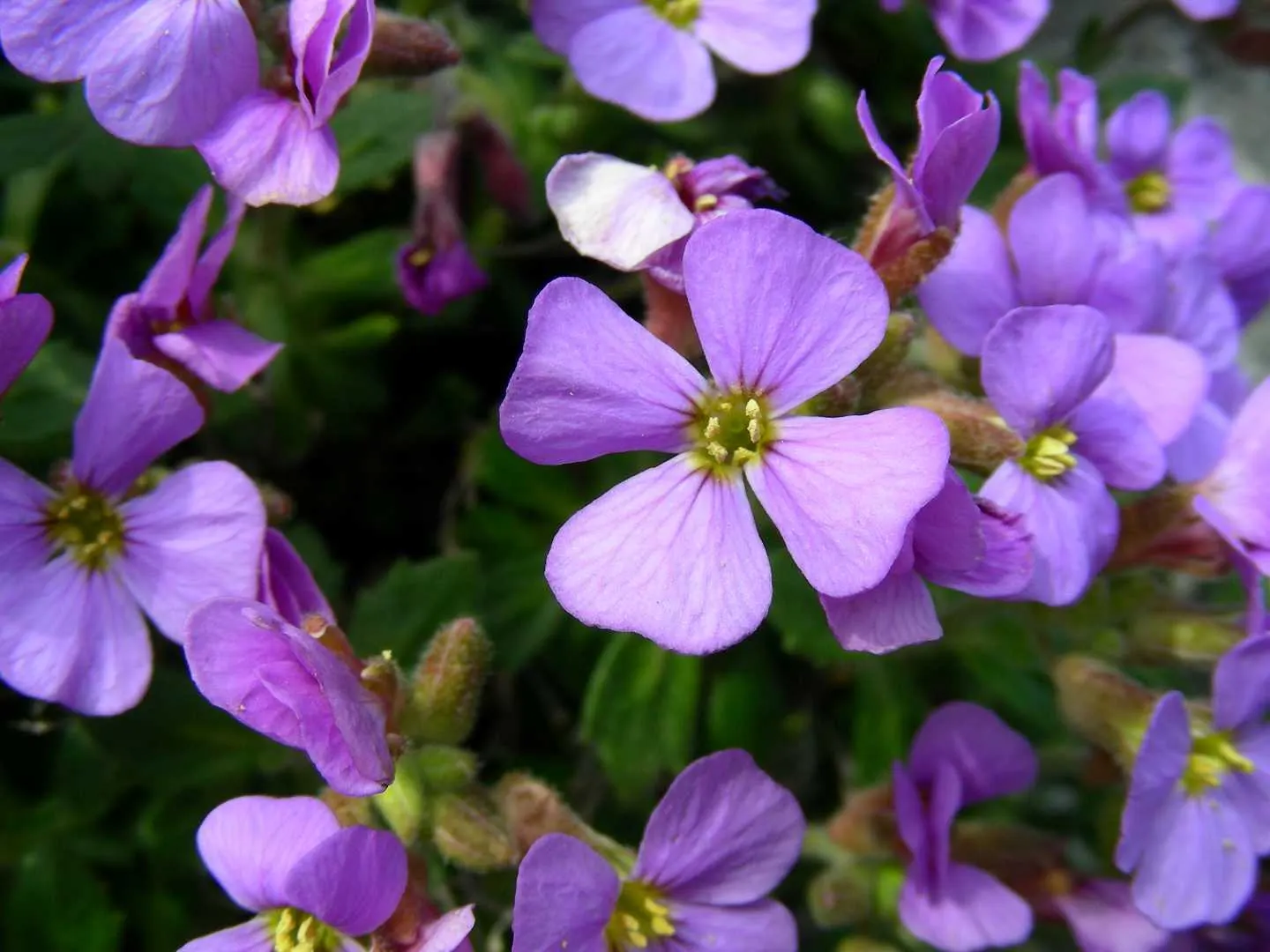 Common Aubrieta (Aubrieta Deltoidea) — scientifically named Aubrieta deltoidea