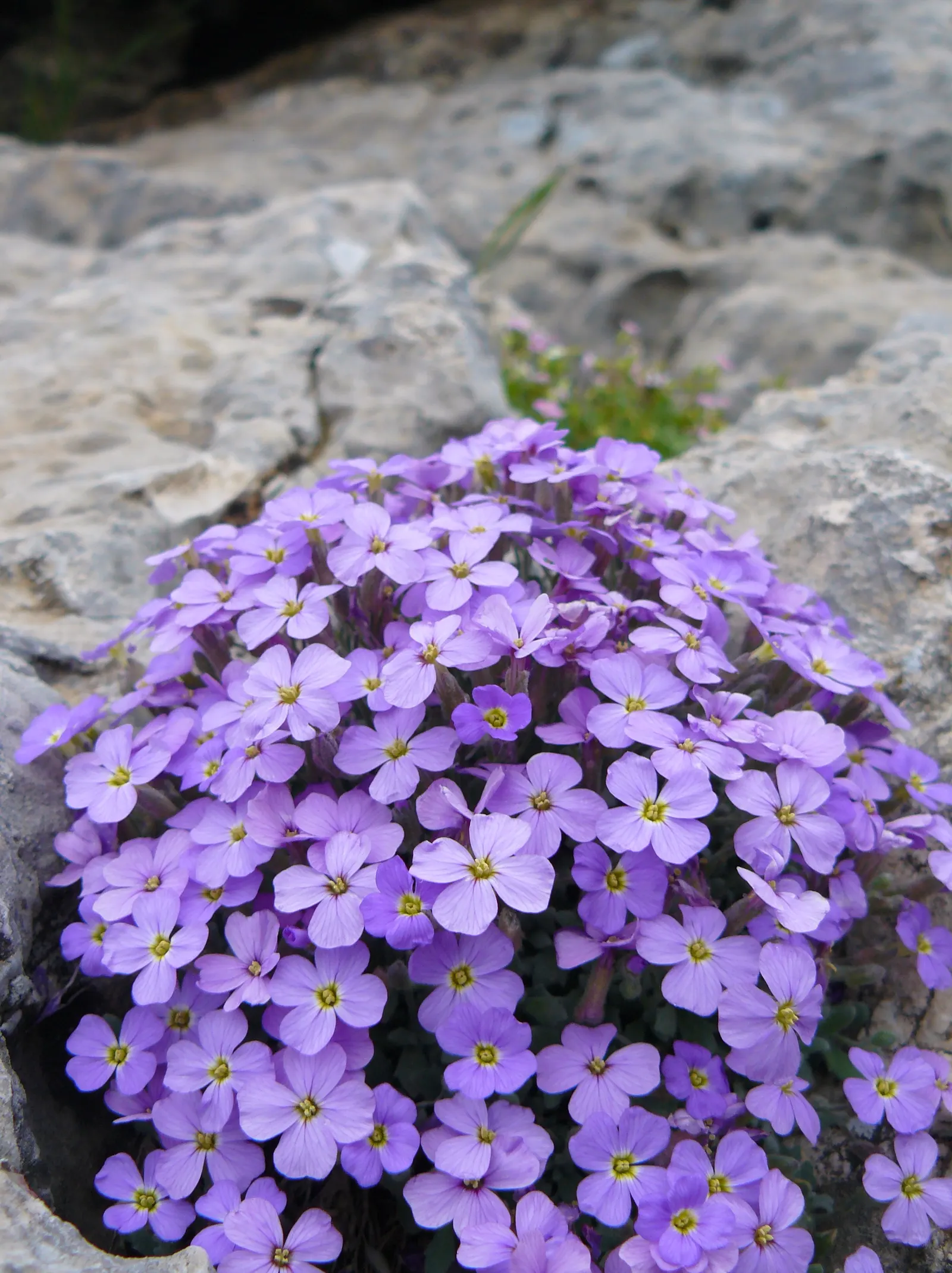 Common Aubrieta (Aubrieta Deltoidea) — consider employing the Common Aubrieta at the front of flower beds; ground cover / perennial for full or half