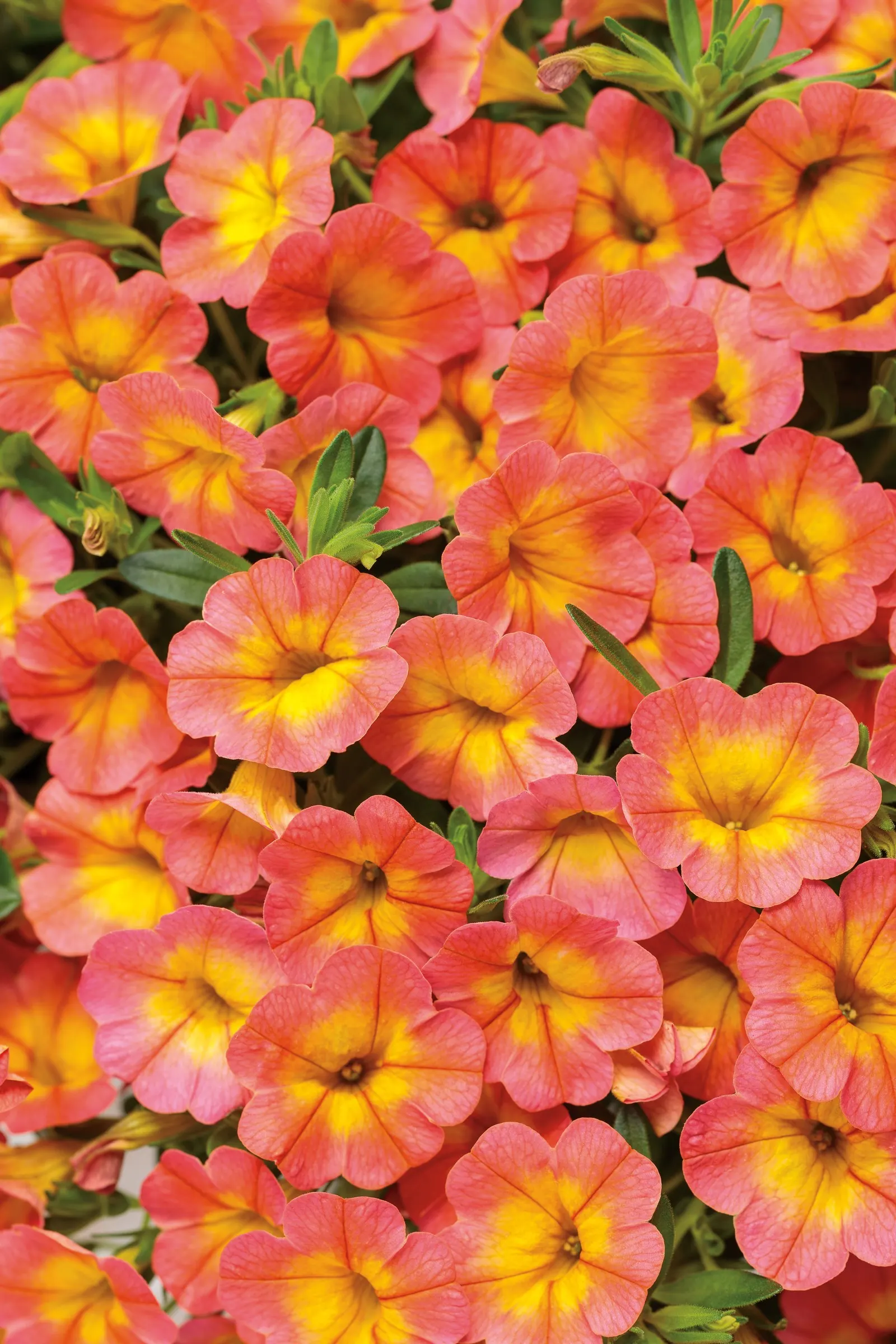 Coral Sun™ Calibrachoa — It thrives in part sun to sun with average water