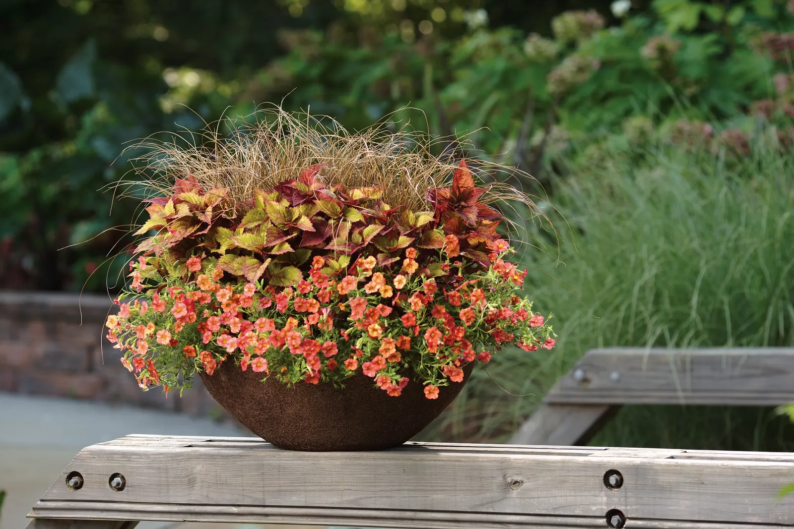 Coral Sun™ Calibrachoa — trailing annual with small coral-orange blooms lit by sunny yellow centers and fresh green foliage
