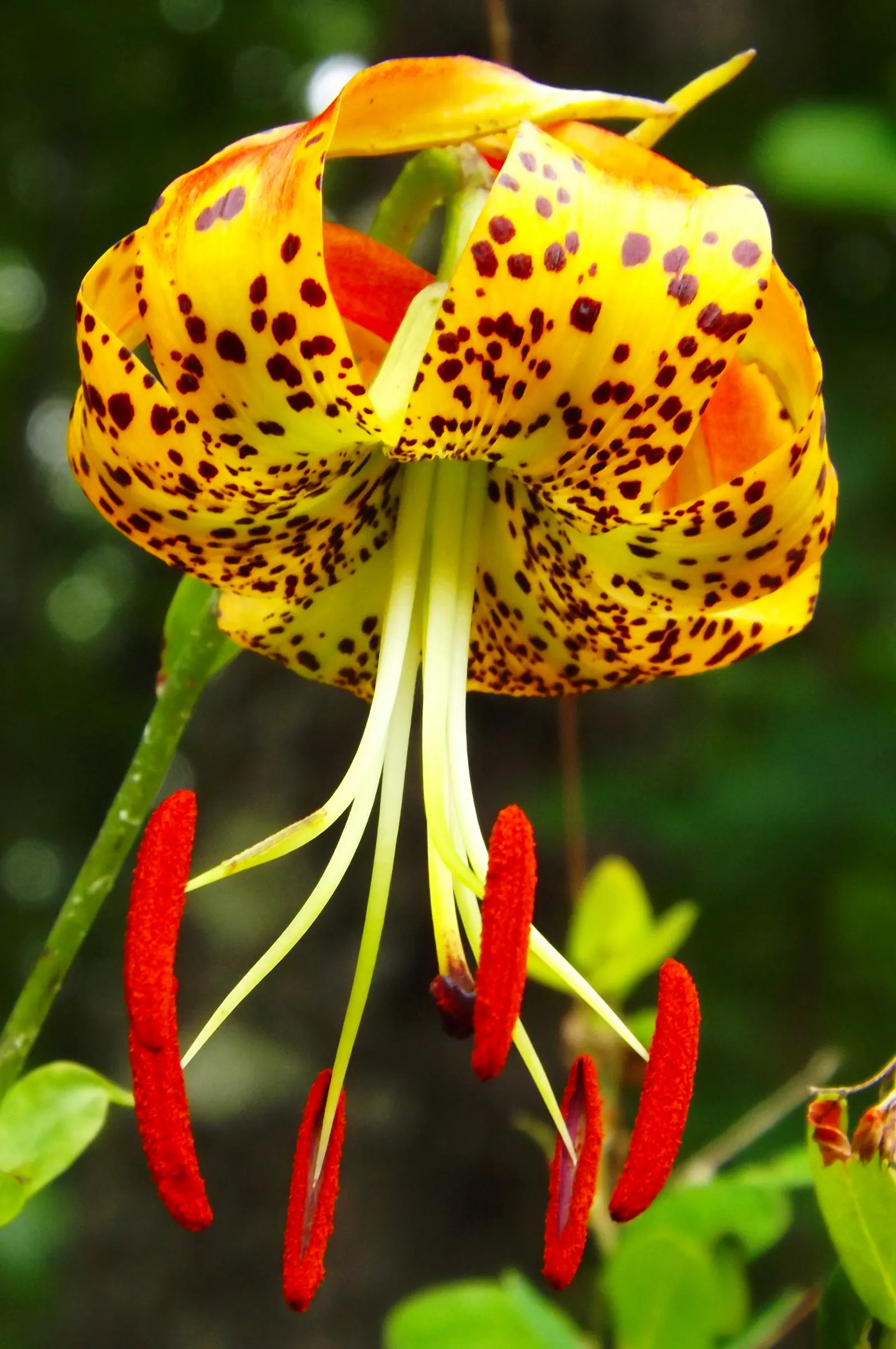 Turkscap Lily (Lilium Superbum) — which appear from late June to August