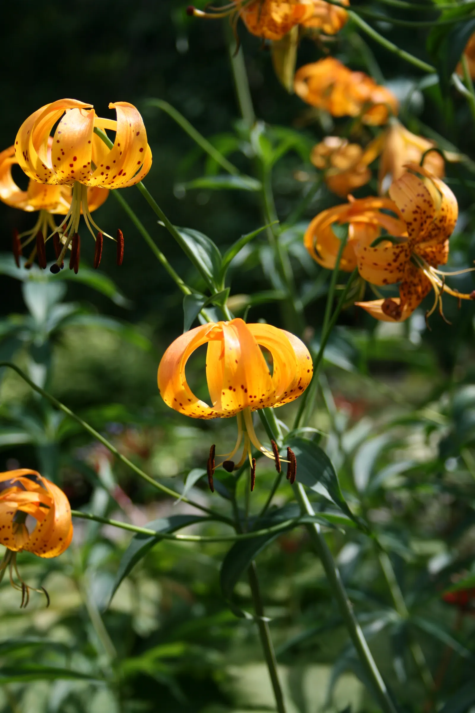 Turkscap Lily (Lilium Superbum) — that adds a dramatic and colorful presence to any landscape design