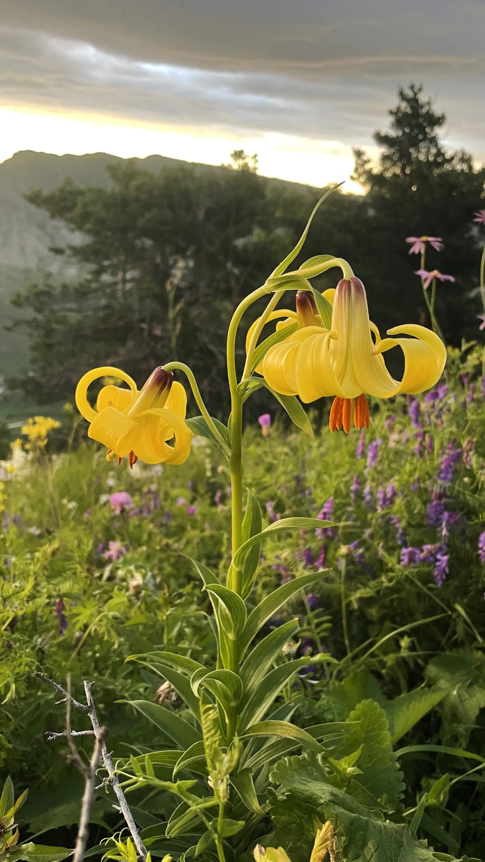 Turkscap Lily (Lilium Superbum) — which appear from late June to August; which should be considered when planning your garden layout