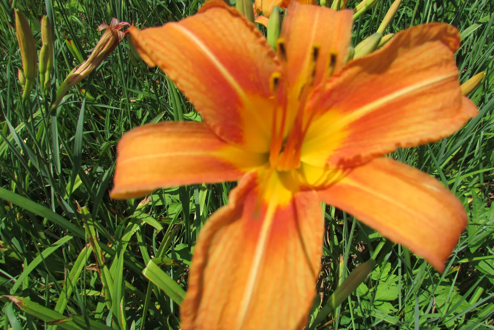 Turkscap Lily (Lilium Superbum) — The Turkscap Lily (Lilium superbum) is a stunning perennial reaching heights of 3-7 feet; it spans 2-4 inches, image 61