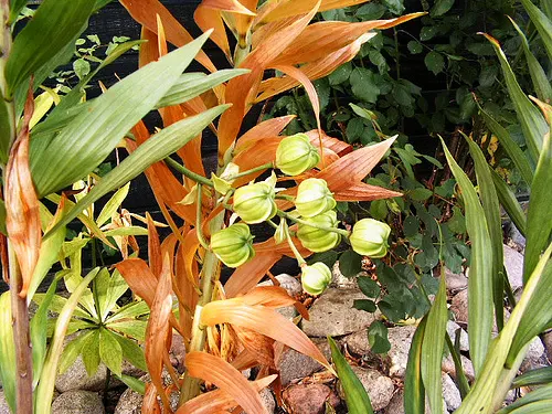 Turkscap Lily (Lilium Superbum) — native to eastern North America; providing ecological benefits in addition to their aesthetic value