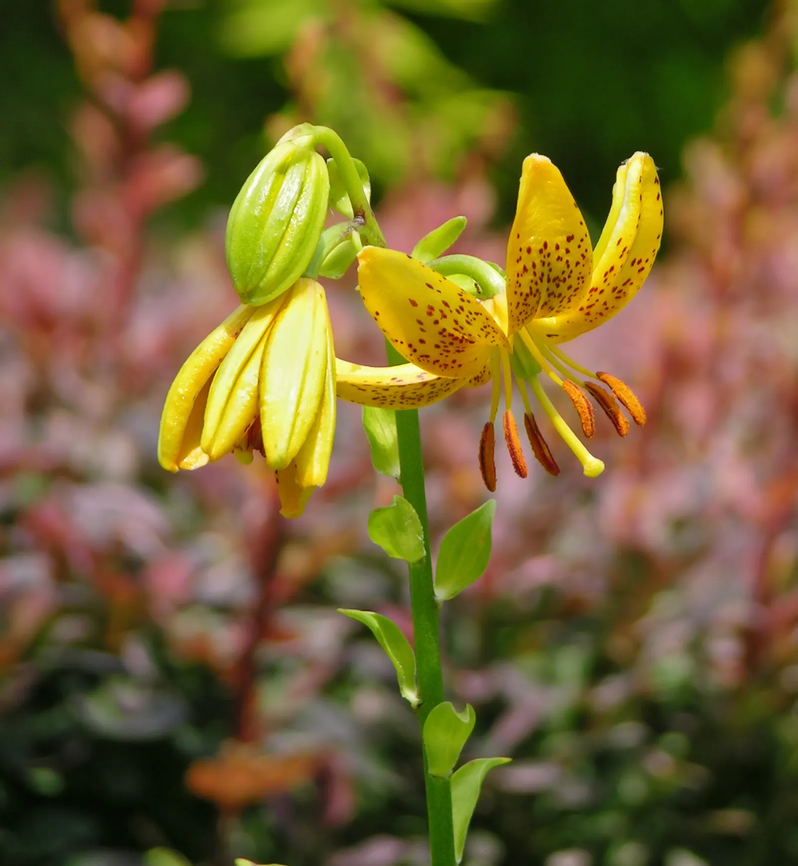 Turkscap Lily (Lilium Superbum) — The Turkscap Lily (Lilium superbum) is a stunning perennial reaching heights of 3-7 feet; it spans 2-4 inches wide and
