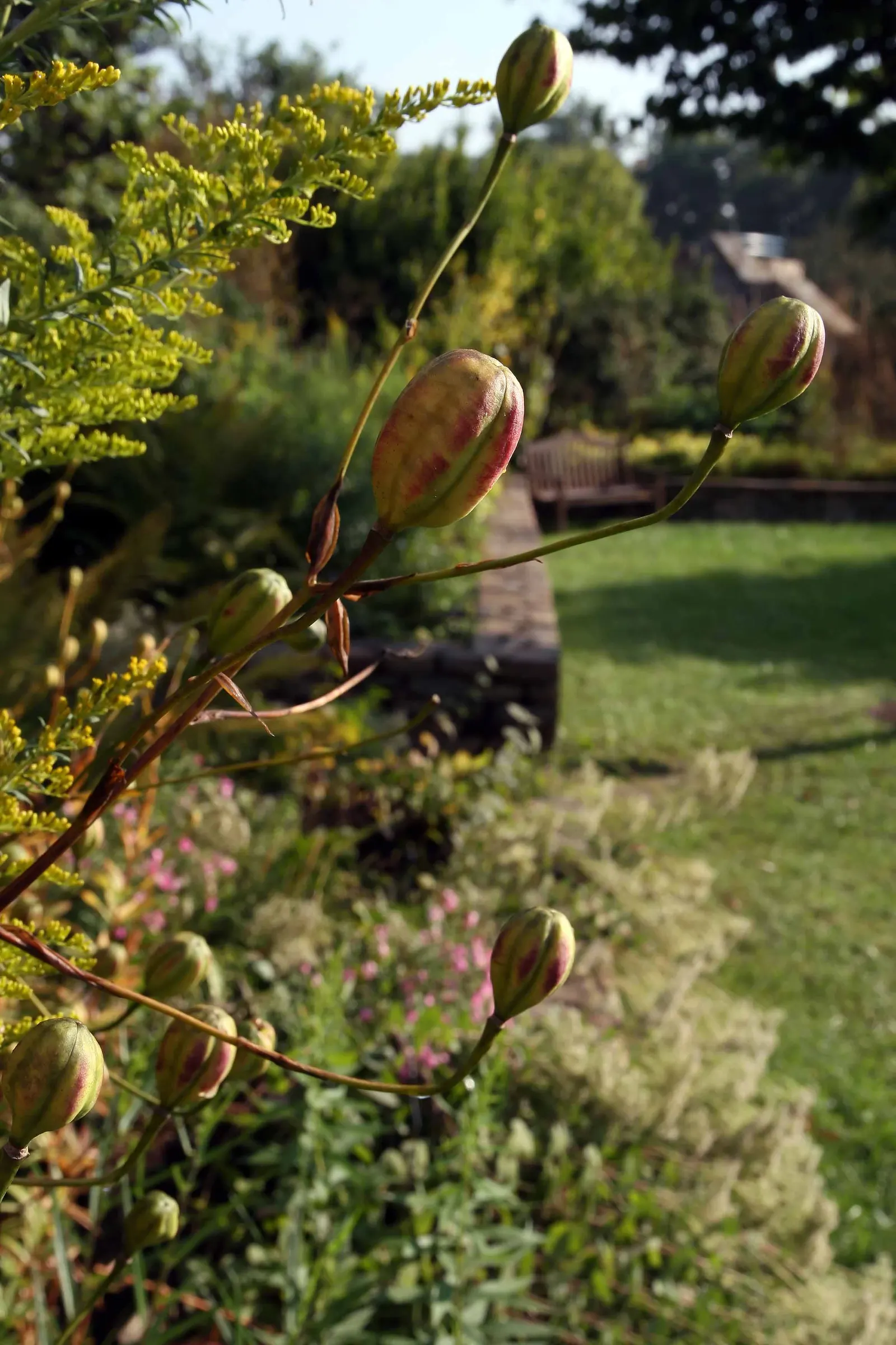 Turkscap Lily (Lilium Superbum) — which should be considered when planning your garden layout