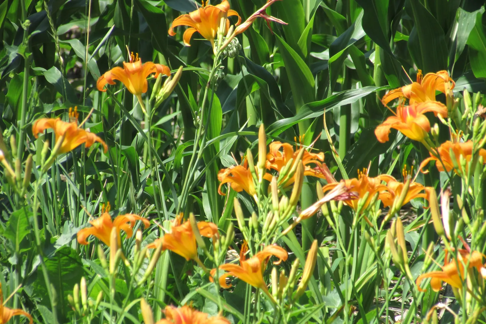 Turkscap Lily (Lilium Superbum) — which can be an added advantage in many regions; it's ideal for adding vertical interest in borders or as a naturalizing