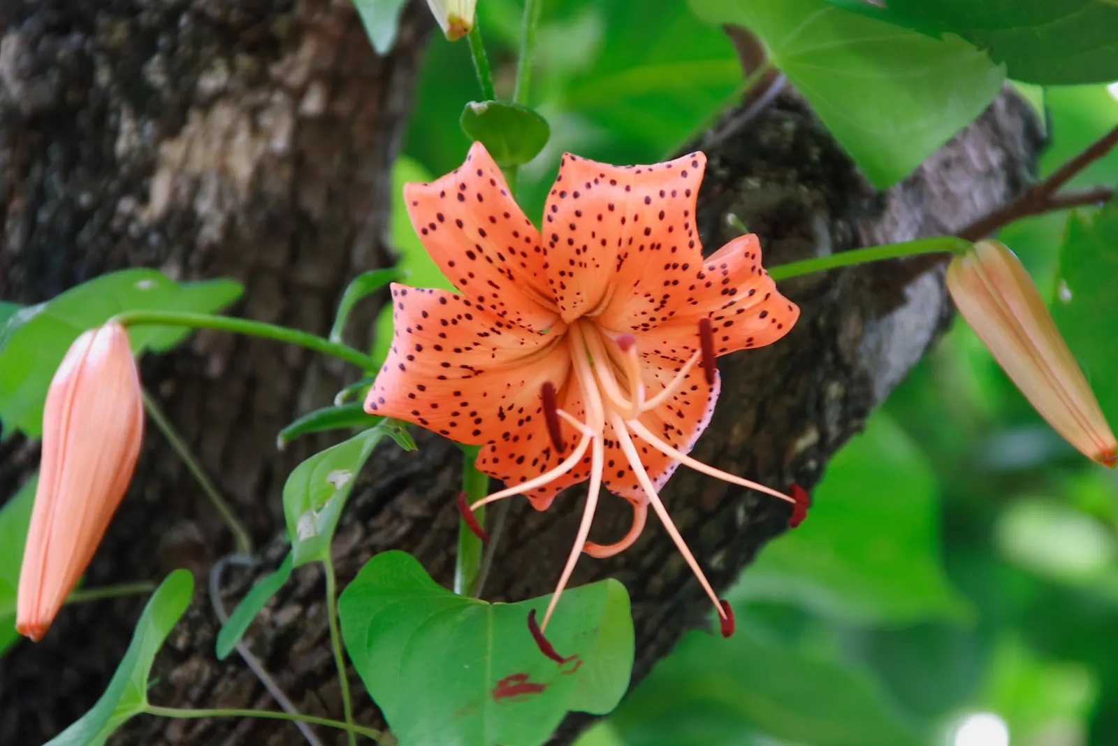 Turkscap Lily (Lilium Superbum) — The Turk's-cap Lily (Lilium superbum) is a stunning; with an average width of 2 to 4 inches
