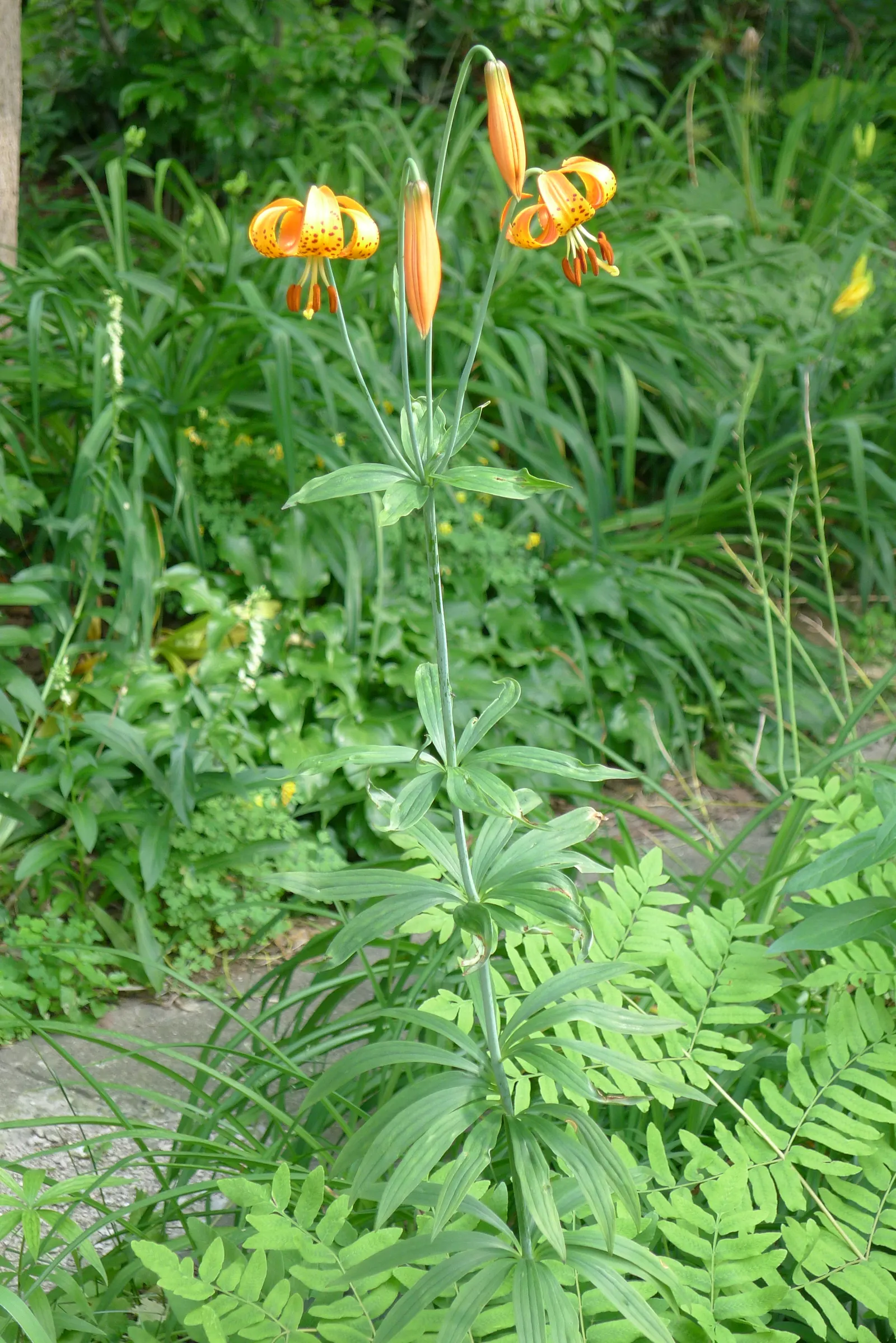 Turkscap Lily (Lilium Superbum) — Each flower consists of 6 vivid orange petals that are recurved, resembling a Turk's turban, hence the name