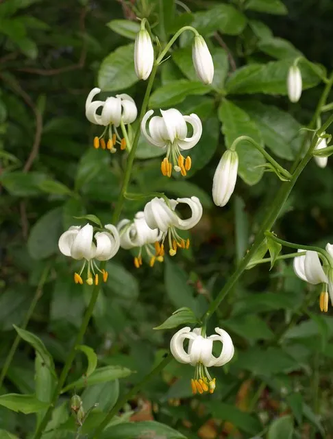 Turkscap Lily (Lilium Superbum) — adding to the visual intricacy of the bloom.<br><br>For the optimal growth; this species reaches lofty heights ranging from 3
