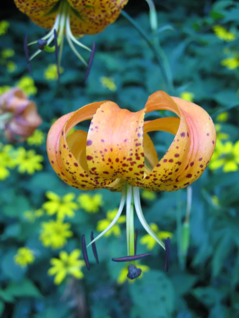 Turkscap Lily (Lilium Superbum) — with well-draining soil that remains moderately moist