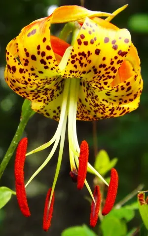 Turkscap Lily (Lilium Superbum) — bulb with orange blooms