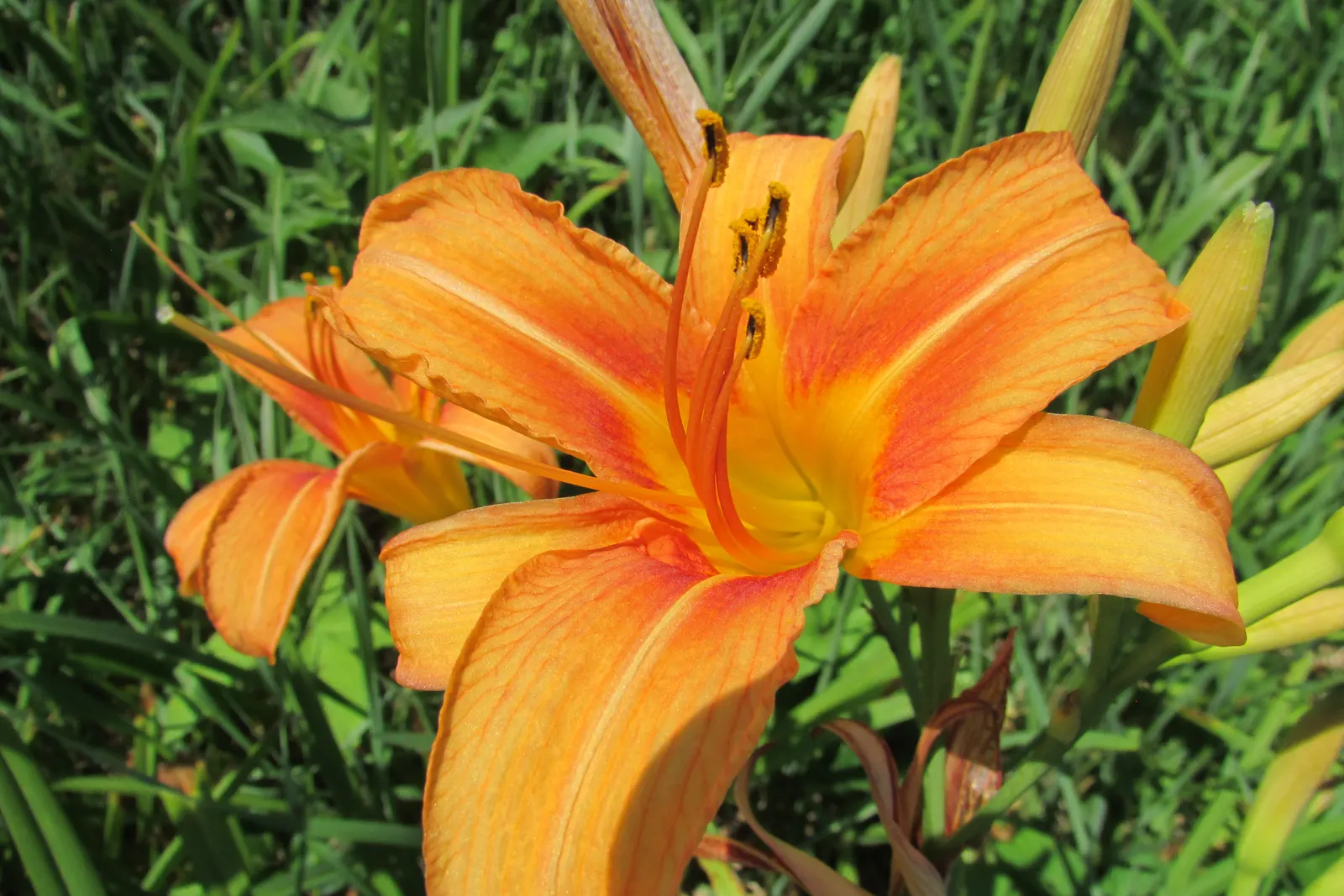 Turkscap Lily (Lilium Superbum) — It's ideal for adding vertical interest in borders or as a naturalizing woodland garden specimen; that adds a, image 66