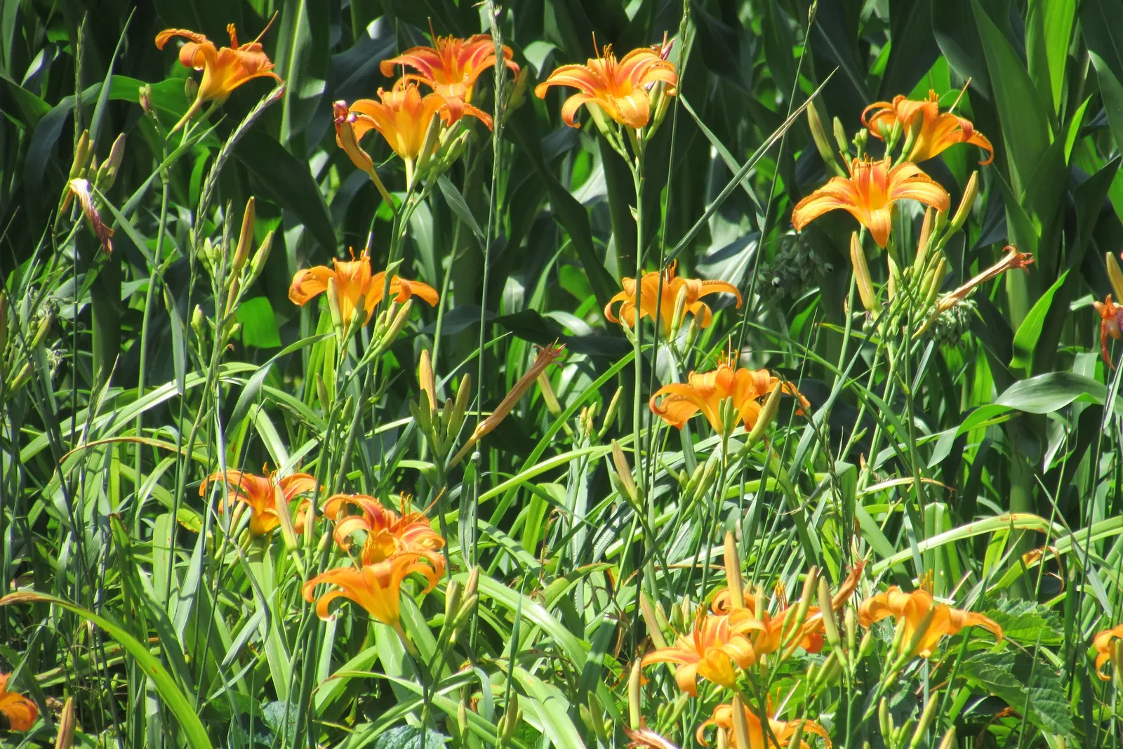Turkscap Lily (Lilium Superbum) — plant your Lilium superbum bulbs in a location that provides full sun to partial shade; each flower consists of 6 vivid